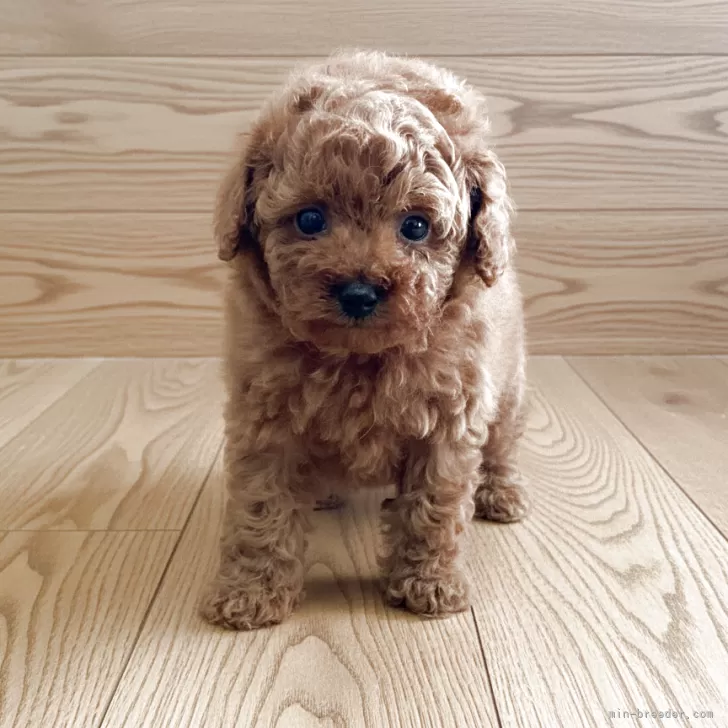 タイニープードル【千葉県・男の子・2025年10月6日・レッド】の写真1