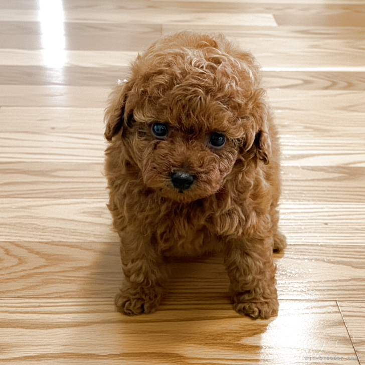 ブリーダー画像