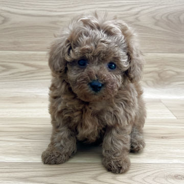 タイニープードル【千葉県・女の子・2025年10月6日・レッド】の写真「両親がしっかりドッグランで運動しています」