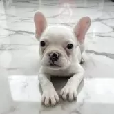 フレンチブルドッグ