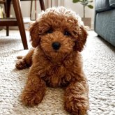 トイプードル(トイ)