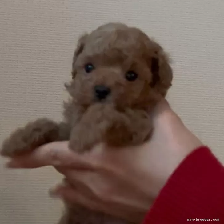 A.A 様のお迎えした子犬