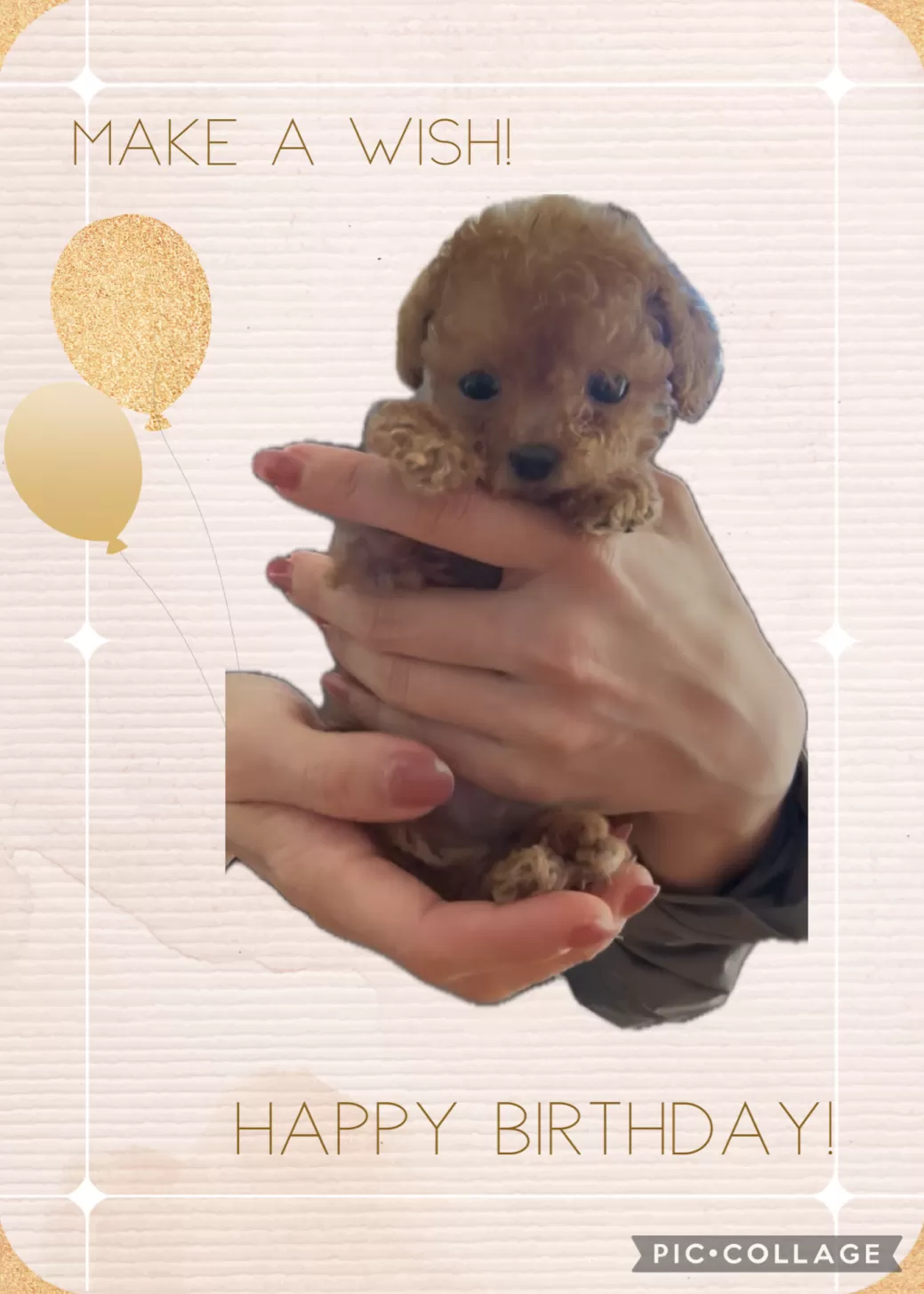ライム 様のお迎えした子犬