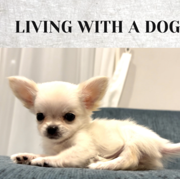 チワワ(ロング)【愛知県・男の子・2025年8月26日・ホワイト】の写真「父親JKCチャンピオン♡本犬チャンピオン直仔」