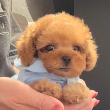 トイプードル(タイニー)【愛知県・女の子・2025年8月29日・レッド】の写真「小さめタイニー🌟性格満点🌟」