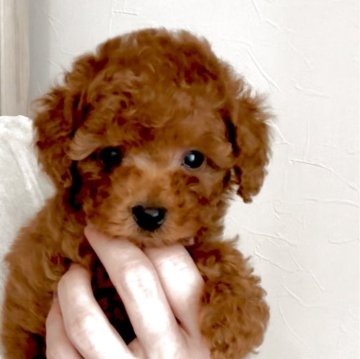 タイニープードル【愛知県・男の子・2025年9月27日・レッド】の写真「犬・人懐っこい性格♡」