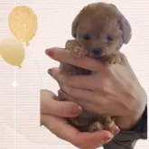 ティーカッププードル