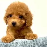 タイニープードル