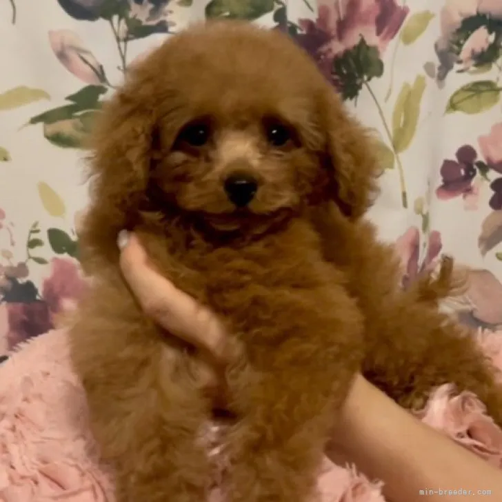 ID:2307-03653の子犬