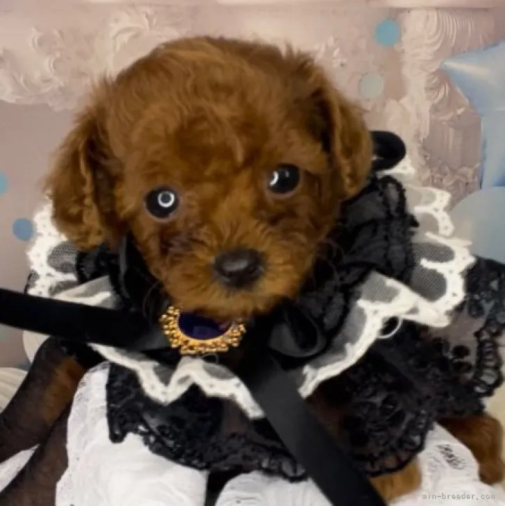 ゆきことゆうが 様のお迎えした子犬