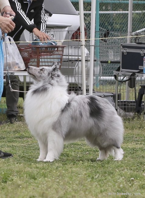 ショーチャレンジ中✨｜櫻下　幸代(さくらした　さちよ)ブリーダー(茨城県・シェットランドシープドッグ・JKC登録)の紹介写真5