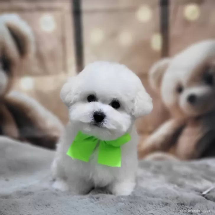 ID:2501-07025の子犬