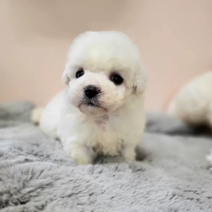 ID：2507-02151の子犬