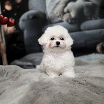 ビションフリーゼ【東京都・女の子・2025年8月17日・白】の写真「韓国ママ２キロミニびしょんです🥰会いに来てくださ」