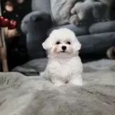 ビションフリーゼ