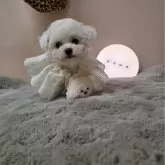 ビションフリーゼ