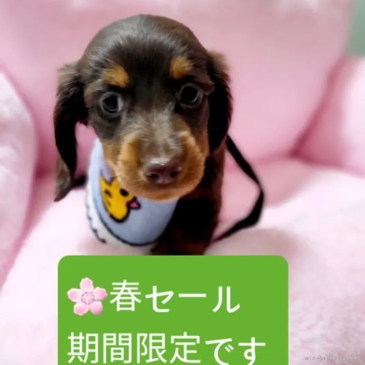 ID:2302-03017の子犬