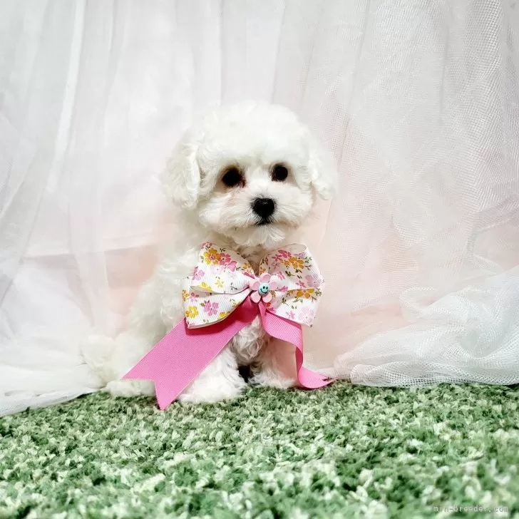 ID:2403-03872の子犬