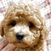 トイプードル(トイ)【宮崎県・女の子・2025年10月2日・レッド】の写真1「体重約780g、離乳食完璧です！」