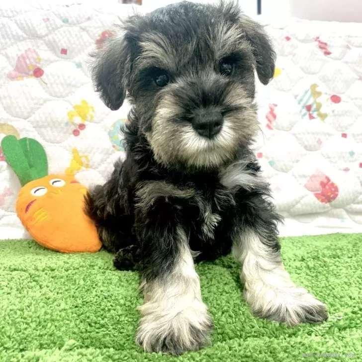 H.S 様のお迎えした子犬