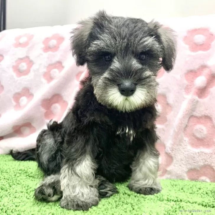 ミニチュアシュナウザー【栃木県・男の子・2025年8月27日・ソルト&ペッパー】の写真1「ご飯の食いつき◎とっても元気いっぱいの男の子💙」