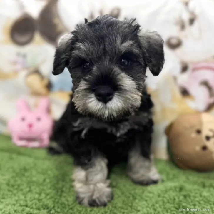 ID：2504-00761の子犬