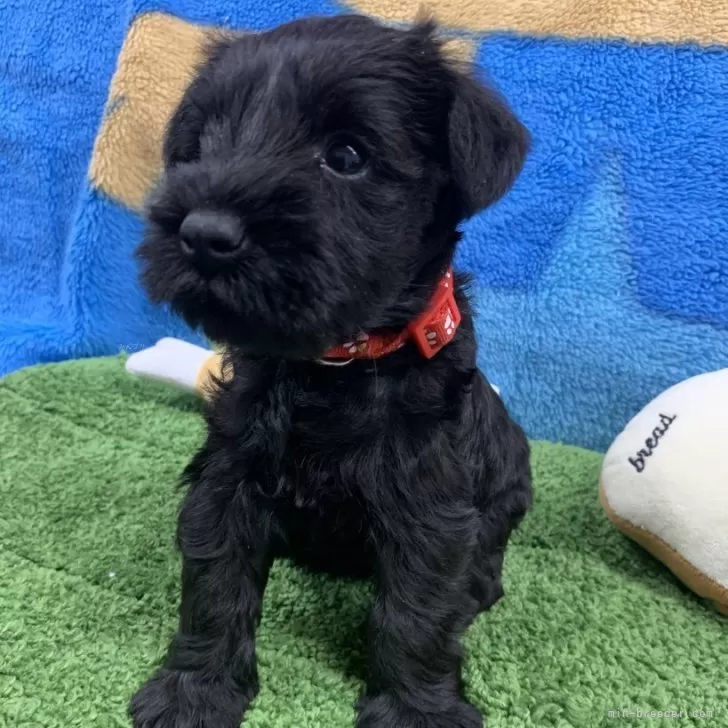 E.T 様のお迎えした子犬