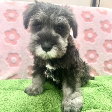 ミニチュアシュナウザー【栃木県・男の子・2025年8月27日・ソルト&ペッパー】の写真「とっても人懐っこい男の子🧡」