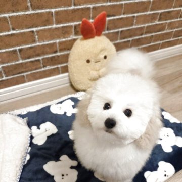 トイプードル(タイニー)【北海道・男の子・2025年7月12日・ホワイト】の写真「小柄で元気いっぱい！とても可愛いお顔です♥️」