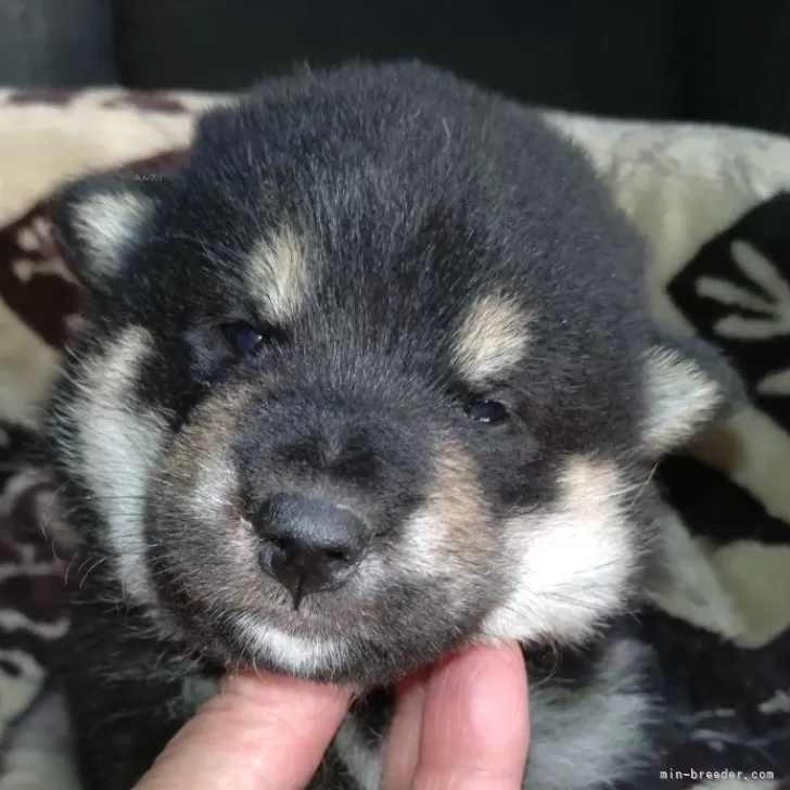 ID：2411-05980の子犬