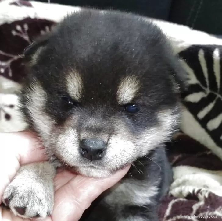 ID:2505-03685の子犬