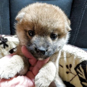 柴犬(標準サイズ)【岐阜県・女の子・2025年9月14日・赤】の写真「まん丸顔の可愛い女の子」
