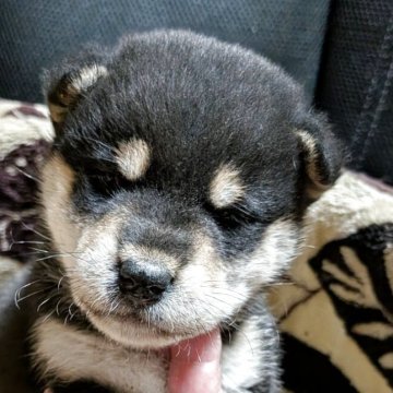 柴犬(標準サイズ)【岐阜県・男の子・2025年9月15日・黒】の写真「綺麗な配色の男の子」