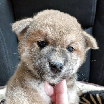 柴犬(標準サイズ)【岐阜県・男の子・2025年10月22日・赤】の写真「優しい顔の男の子」