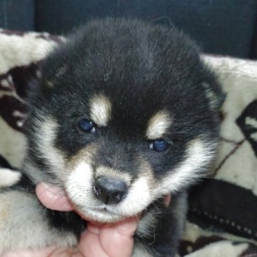 柴犬(標準サイズ)【岐阜県・男の子・2025年8月17日・黒】の写真「イケワンの黒柴君」