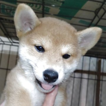 柴犬(標準サイズ)【岐阜県・女の子・2025年6月4日・赤】の写真「可愛い女の子」