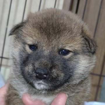 柴犬(標準サイズ)【岐阜県・女の子・2024年10月23日・赤】の写真「綺麗な赤柴になります。」