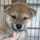 柴犬(標準サイズ)