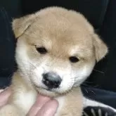 柴犬(標準サイズ)