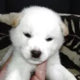 柴犬(標準サイズ)