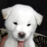 柴犬(標準サイズ)