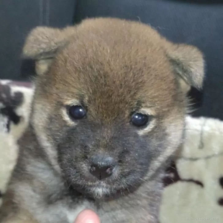 ID:2410-07492の子犬