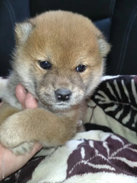 A.K 様のお迎えした子犬