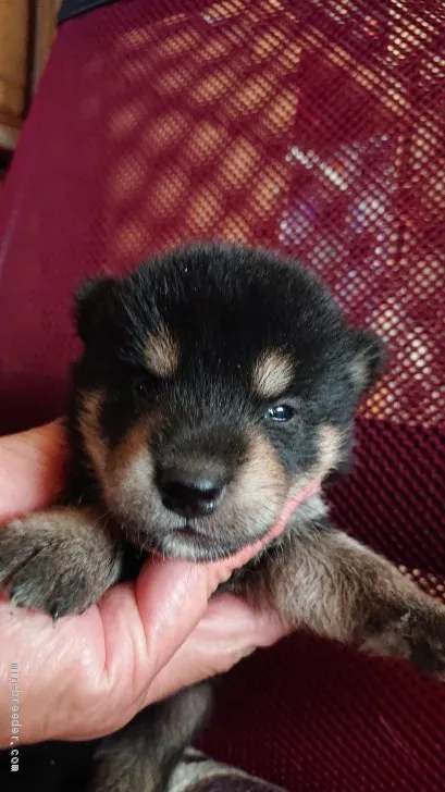 ID：2008-01000の子犬