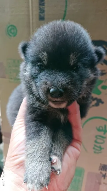 T.M 様のお迎えした子犬