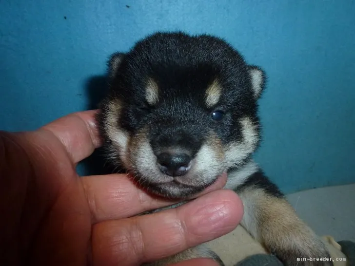 M.H 様のお迎えした子犬