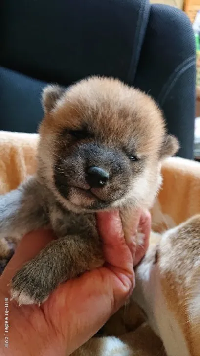 ID:2102-01500の子犬