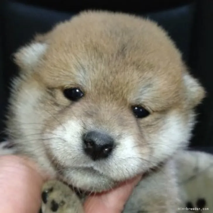 ID：2305-04661の子犬