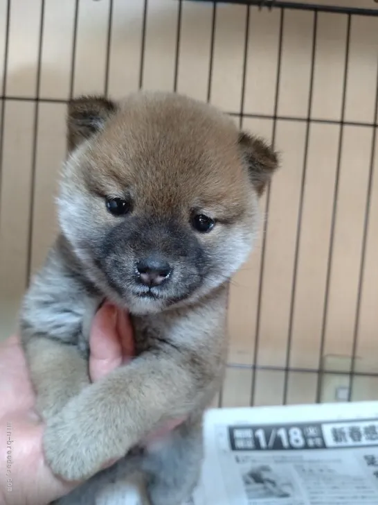 M.S 様のお迎えした子犬