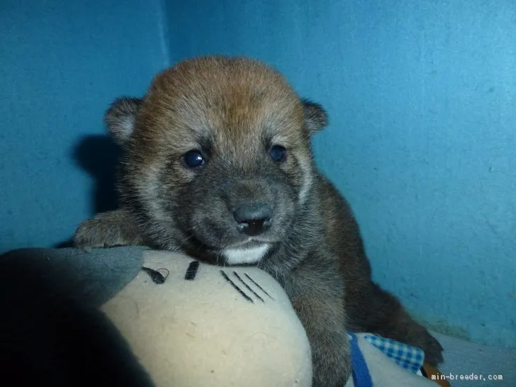 ID：2004-01385の子犬